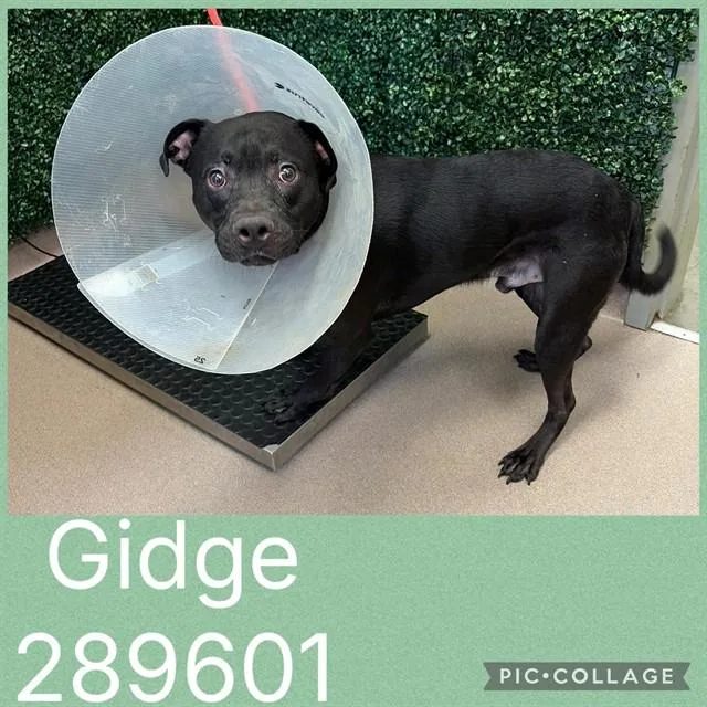 A young medium-sized male Mixed Breed dog named Gidge for adoption in Macon, GA
