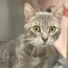 A young medium-sized male Tabby (Gray / Blue / Silver) Domestic Short Hair cat named Bobby for adoption in Rochester, MN