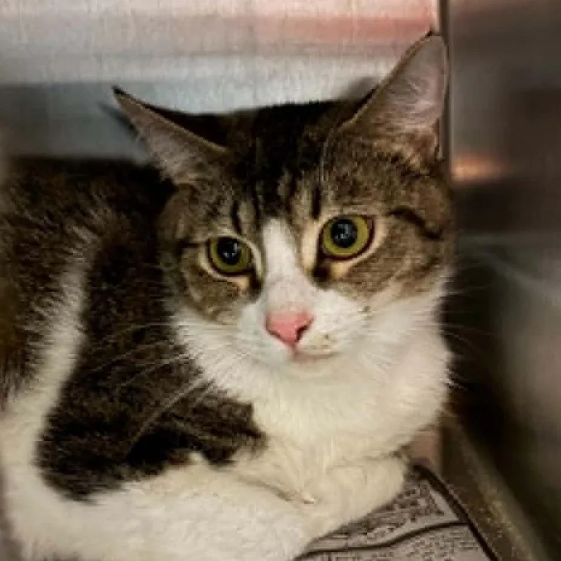 A young large-sized female Brown / Chocolate Domestic Short Hair cat named Mouse for adoption in Concord, NC