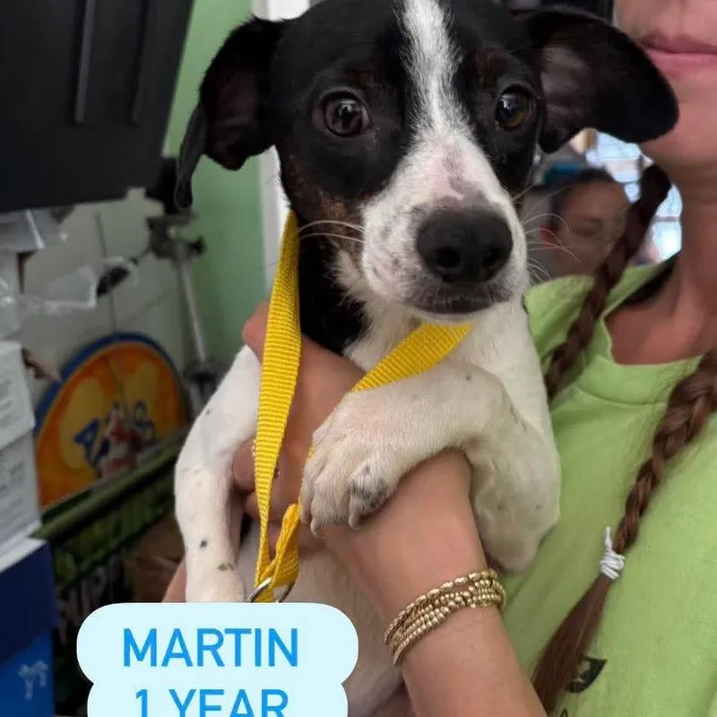 Martin