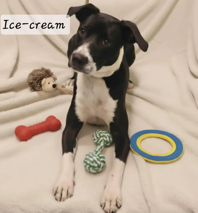 An adult medium-sized female Labrador Retriever dog named Ice Cream for adoption in Manchester, CT