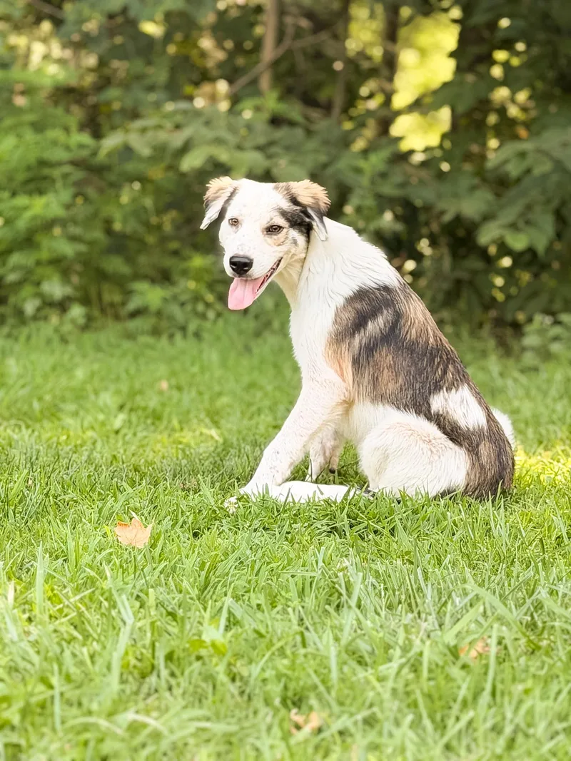 A baby medium-sized male White / Cream Border Collie dog named Aspen for adoption in Gradyville, KY