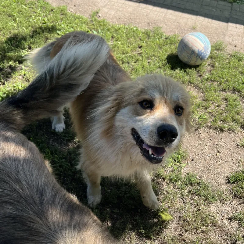 A young large-sized male Red / Chestnut / Orange Great Pyrenees dog named Woogie for adoption in Fairmont, MN