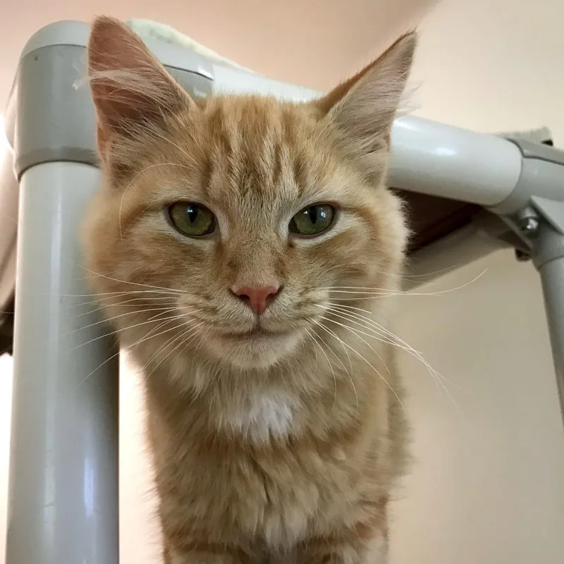 A young medium-sized male Orange / Red Domestic Short Hair cat named Tanner Butterfinger for adoption in Harrisonburg, VA