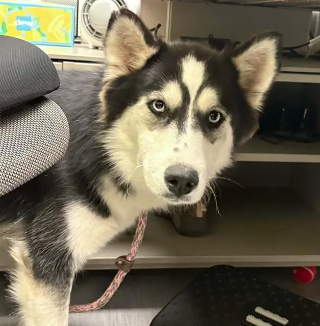 A young medium-sized female Siberian Husky dog named Bluna for adoption in Colorado Springs, CO