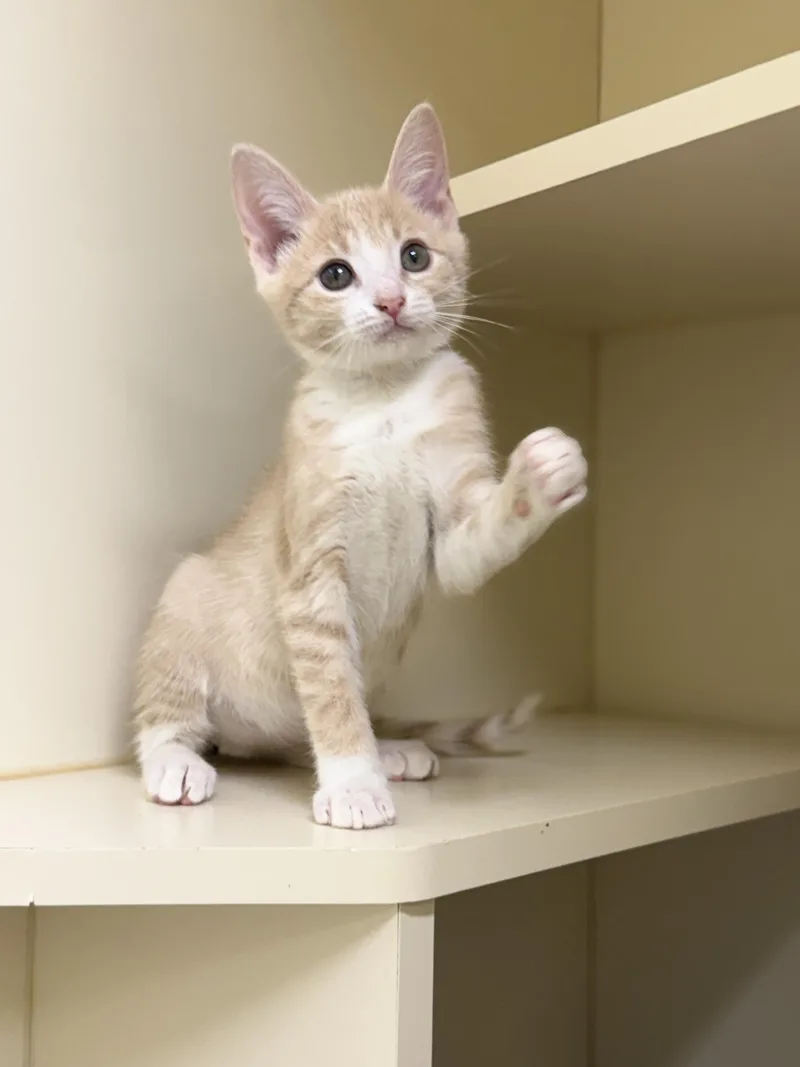 A baby medium-sized male Orange & White Domestic Short Hair cat named Sawyer for adoption in Pawleys Island, SC