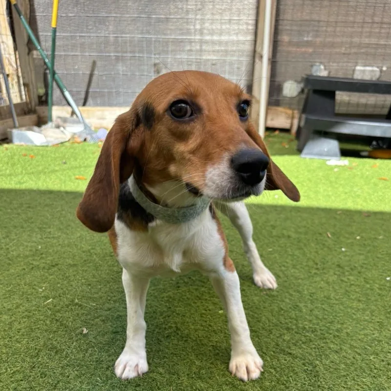 A young small-sized female Yellow / Tan / Blond / Fawn Beagle dog named Piper for adoption in LOXAHATCHEE, FL