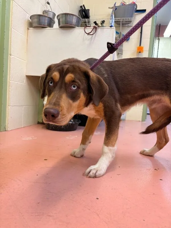 An adult medium-sized male Brown / Chocolate Mixed Breed dog named Victor for adoption in Warren, PA