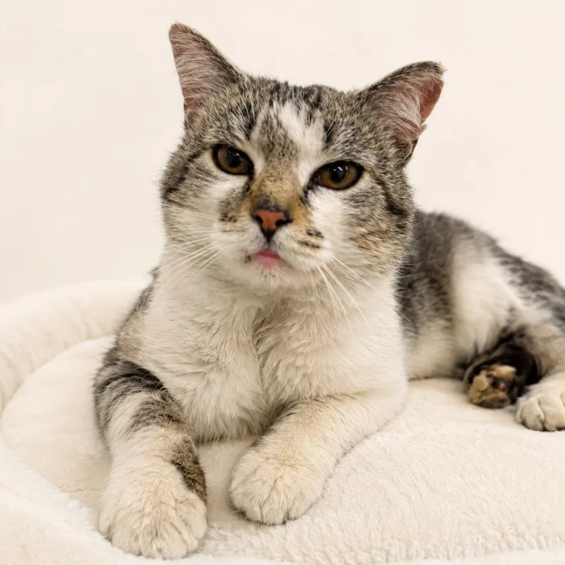 A young medium-sized male White Domestic Short Hair cat named Nugget for adoption in Redwood Falls, MN