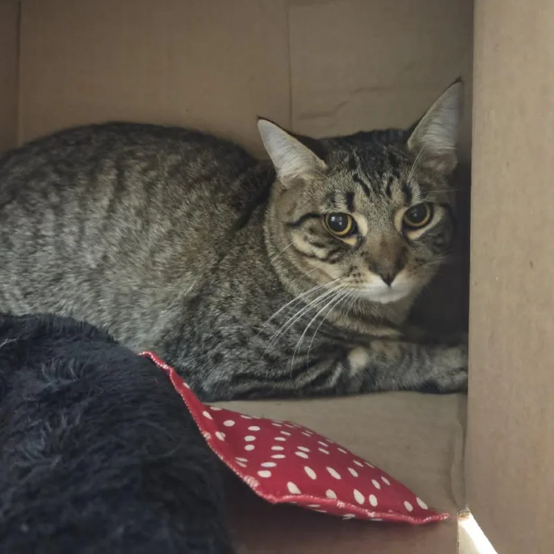 A young medium-sized male Gray / Blue / Silver Domestic Short Hair cat named Dusty for adoption in Ballston Spa, NY