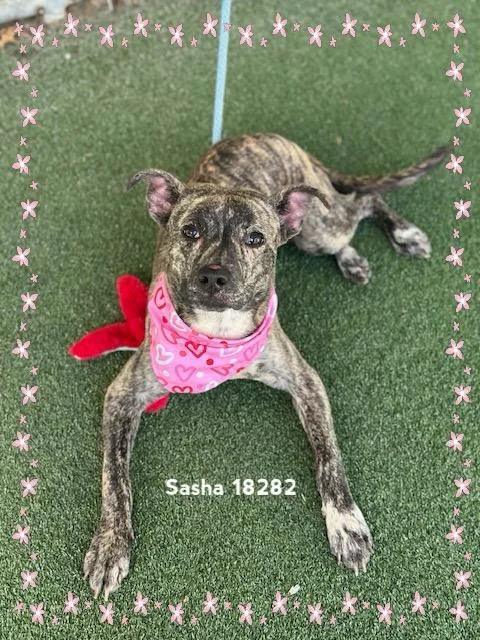 A baby medium-sized female Brindle Pit Bull Terrier dog named Sasha for adoption in Marietta, GA
