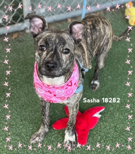 Sasha thumbnail 2