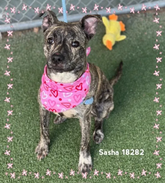Sasha thumbnail 3