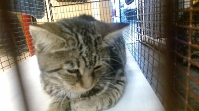 A baby small-sized female Domestic Short Hair cat named Daisy for adoption in Miami, FL