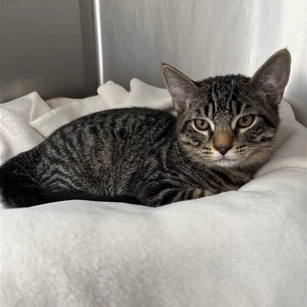 A baby medium-sized male Black Domestic Short Hair cat named Thunder for adoption in Long Beach, CA