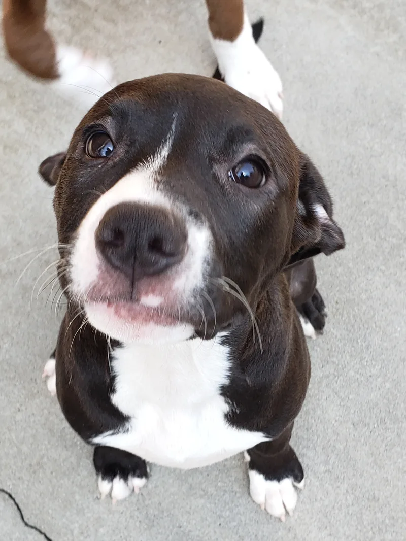 A baby medium-sized female Black Labrador Retriever dog named Rae for adoption in Morganton, NC