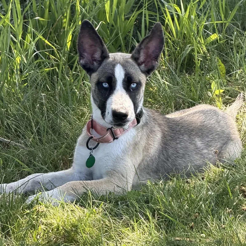 A baby medium-sized female White / Cream Mixed Breed dog named Twyla for adoption in Buffalo, MN