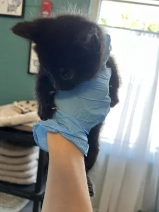 A baby small-sized female Domestic Short Hair cat named Tanya for adoption in Fishers, IN