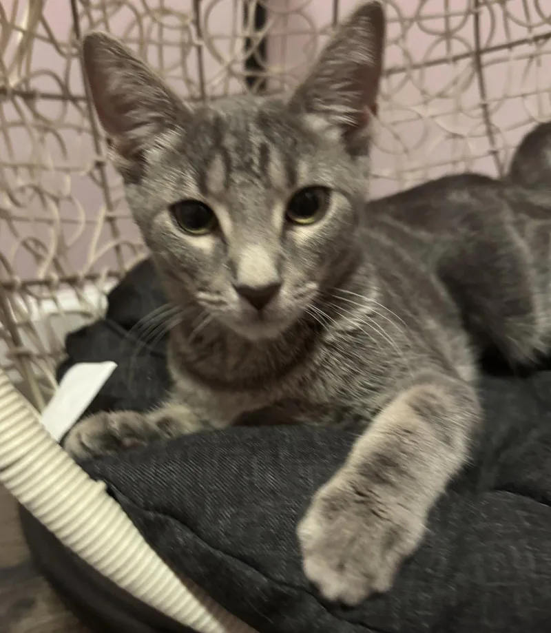 A baby medium-sized female Gray / Blue / Silver Domestic Short Hair cat named Gabby for adoption in Brooklyn, NY