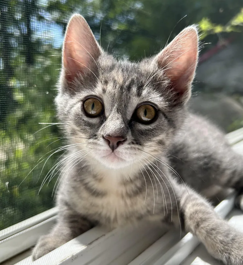 A baby medium-sized female Tabby (Gray / Blue / Silver) Domestic Short Hair cat named Tweety for adoption in Carsonville, MI