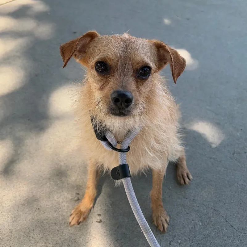 An adult small-sized female Yellow / Tan / Blond / Fawn Wirehaired Terrier dog named Naga for adoption in Chico, CA