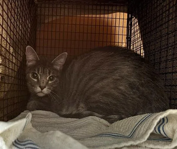An adult small-sized female Domestic Short Hair cat named Munchkin for adoption in Austin, TX