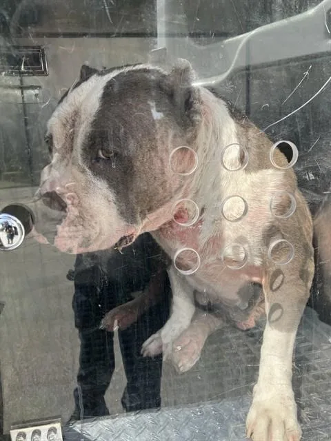 An adult large-sized female Mixed Breed dog named Feisty for adoption in Dallas, TX