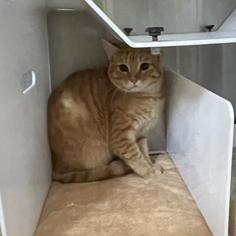 A young medium-sized male Orange / Red Domestic Short Hair cat named Johnny for adoption in Eureka Springs, AR
