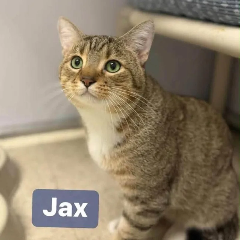 A young small-sized male Brown / Chocolate Domestic Short Hair cat named Jax In Union Bridge for adoption in Alexandria, VA