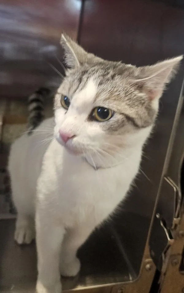 A young medium-sized male Domestic Short Hair cat named Buddy for adoption in Cleveland, TN