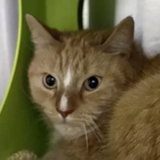 An adult large-sized male Orange / Red Domestic Long Hair cat named Gucci for adoption in Middletown, RI