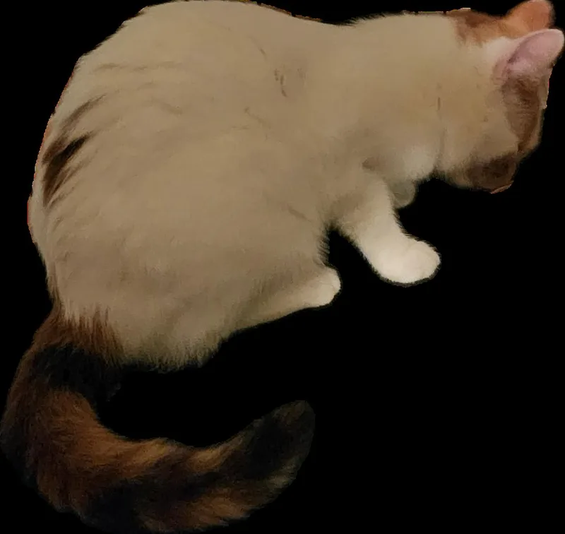 Ginger Ale thumbnail 4