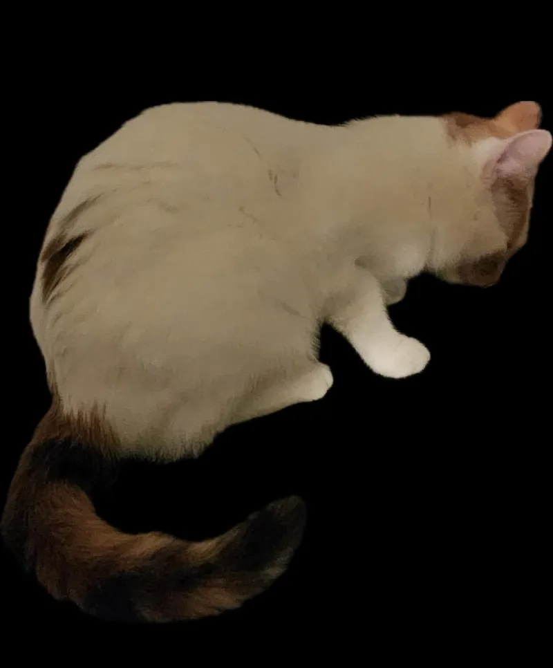 Ginger Ale thumbnail 5