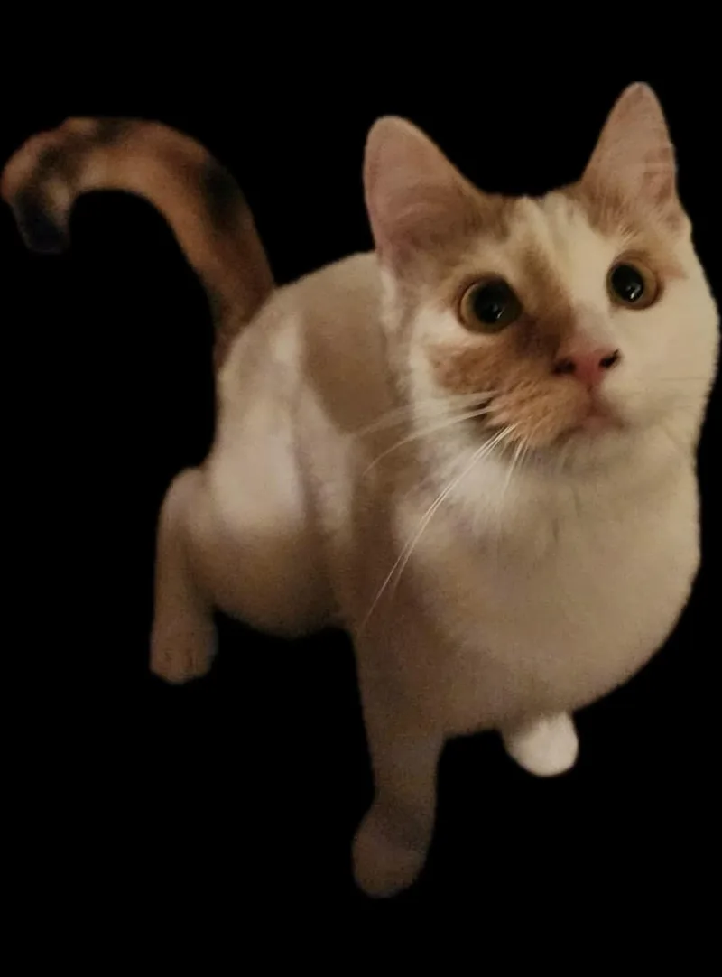 Ginger Ale thumbnail 6
