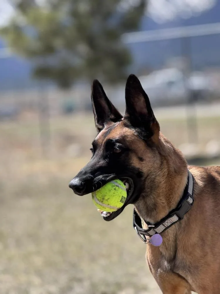 An adult large-sized male Tricolor (Brown, Black, & White) Belgian Shepherd / Malinois dog named Sashtian  Located In for adoption in Imlay City, MI