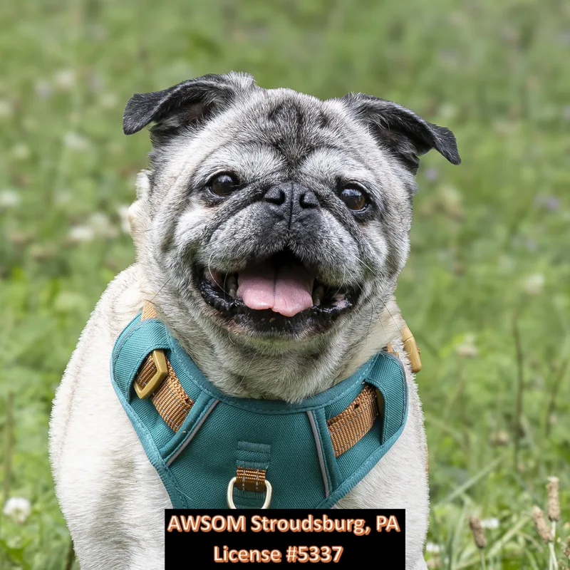 A senior small-sized female Apricot / Beige Pug dog named Jazzy for adoption in Stroudsburg, PA