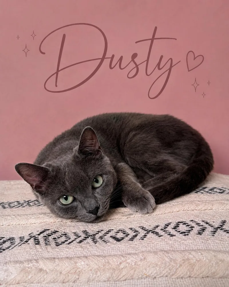 A young medium-sized female Gray / Blue / Silver Domestic Short Hair cat named DustyDC for adoption in Greenville, DE