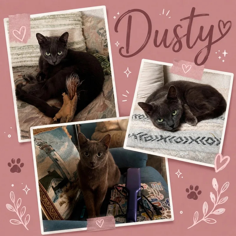 DustyDC thumbnail 2