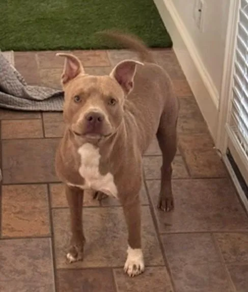 A young large-sized male Staffordshire Bull Terrier dog named Rupert for adoption in Houston, TX
