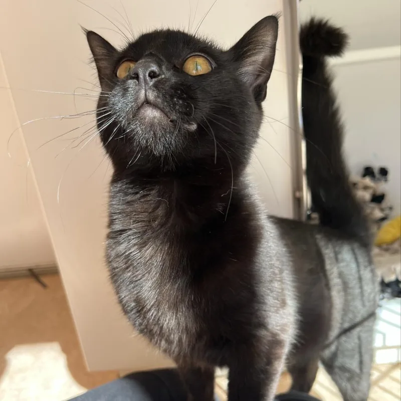 A young medium-sized male Black Domestic Short Hair cat named Night Shade for adoption in Kanab, UT
