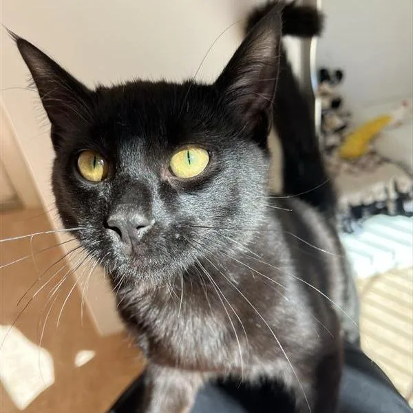 Night Shade thumbnail 2