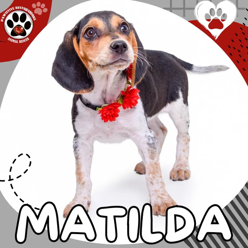 A baby medium-sized female Tricolor (Brown, Black, & White) Beagle dog named Matilda for adoption in Aurora, CO