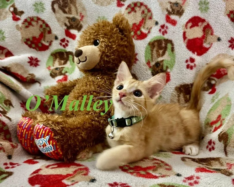 A baby small-sized male Orange & White Tabby cat named O'Malley for adoption in Orlando, FL
