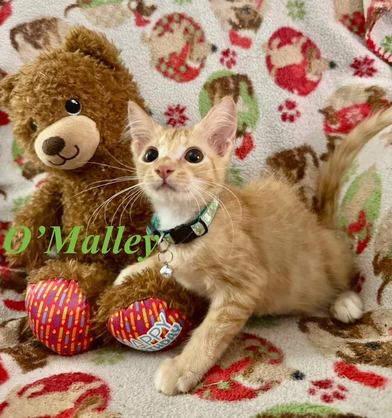 O'Malley thumbnail 2