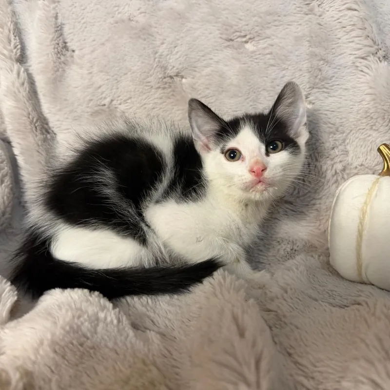 A baby small-sized male Domestic Medium Hair cat named Grogu for adoption in Flower Mound, TX