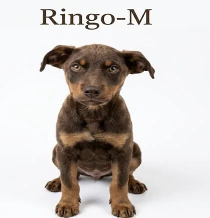 A baby small-sized male Doberman Pinscher dog named Ringo for adoption in Guntersville, AL