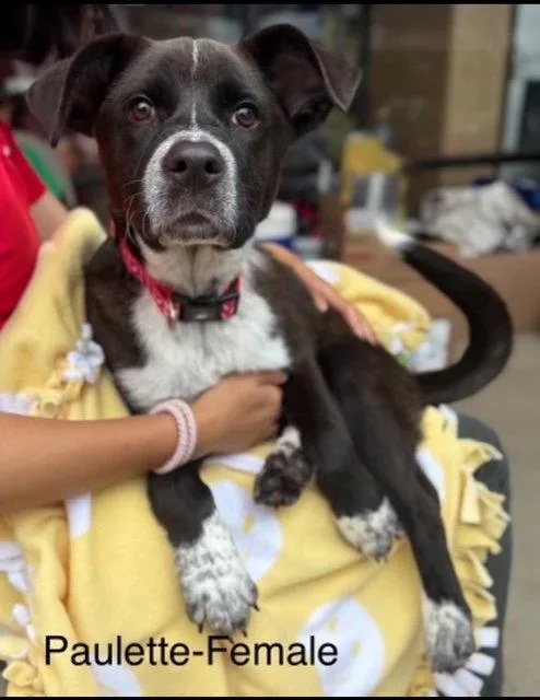 A young medium-sized female Labrador Retriever dog named Paulette  Months Ava for adoption in Sterling, MA
