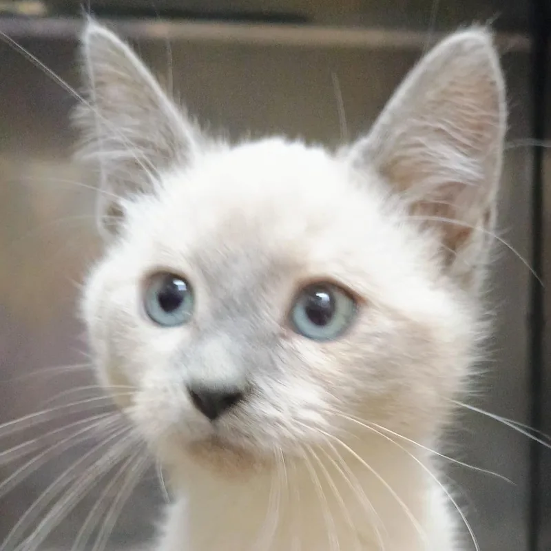 A baby small-sized male Cream / Ivory Siamese cat named Mocha for adoption in Palestine, TX