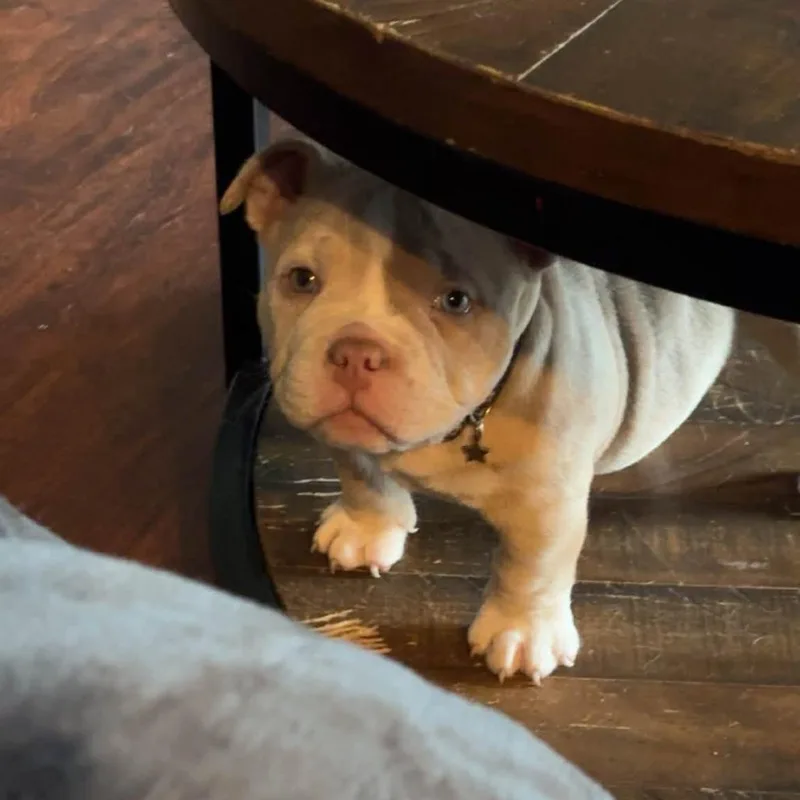 A baby small-sized female Gray / Blue / Silver American Bully dog named Sage for adoption in Huber Heights, OH