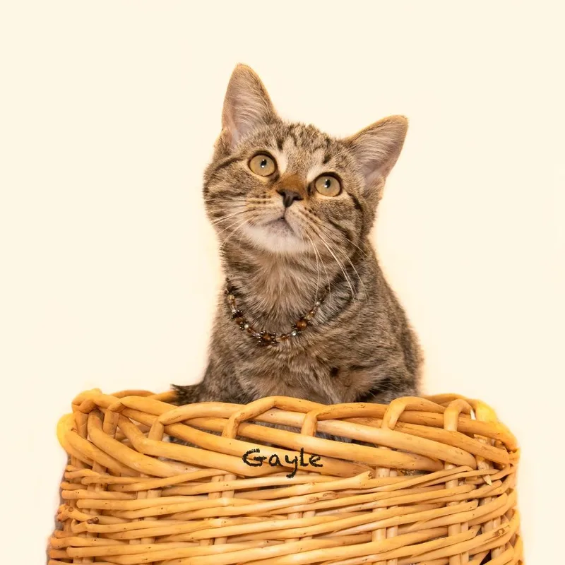 A baby small-sized female Domestic Short Hair cat named Gayle for adoption in Hot Springs Village, AR